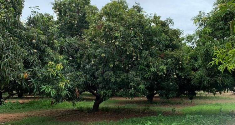 1-organic-mango-farm-for-sale-Pure-Eco-India111-750×400-1