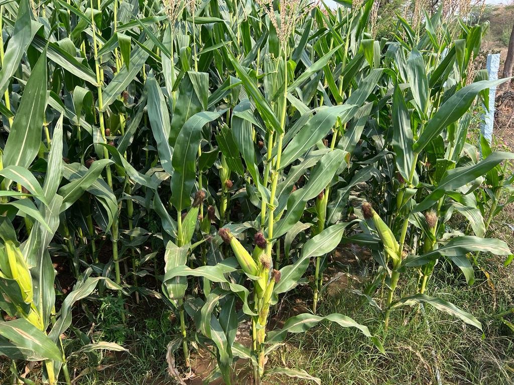 WhatsApp-Image-2023-02-07-at-11.00.39-AM