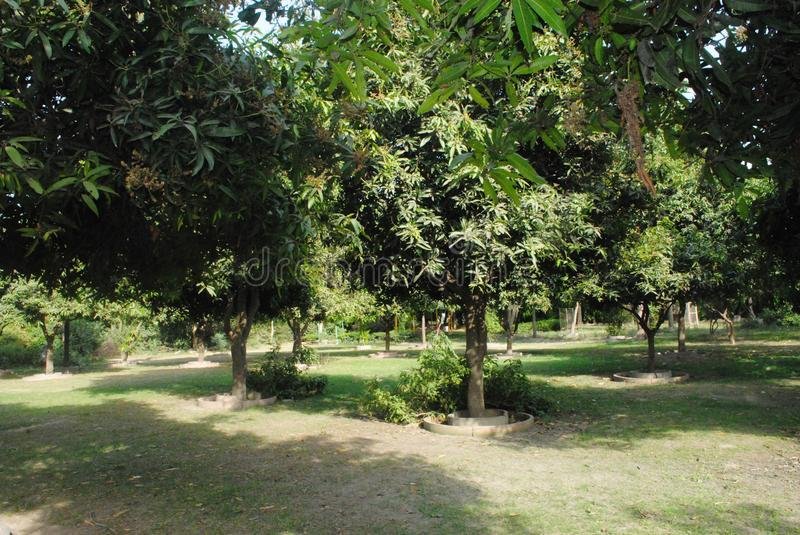 mango-tree-garden-image-india-many-trees-104101177