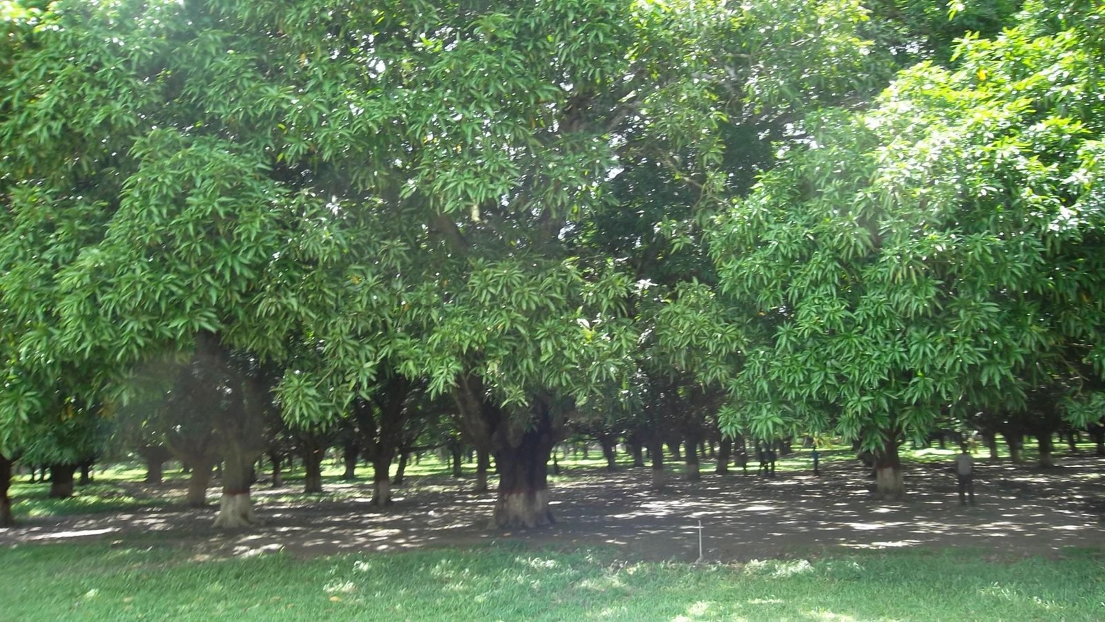 the-mujib-nagar-complex-the-historic-amro-kanon-or-mango-garden