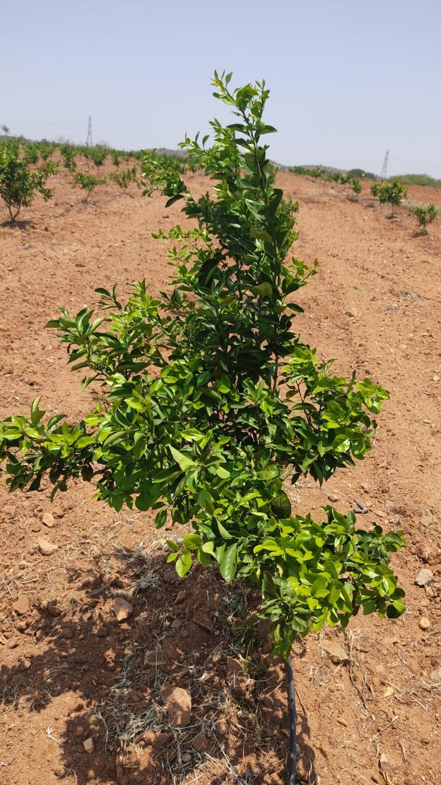 WhatsApp-Image-2023-05-19-at-10.47.17-AM