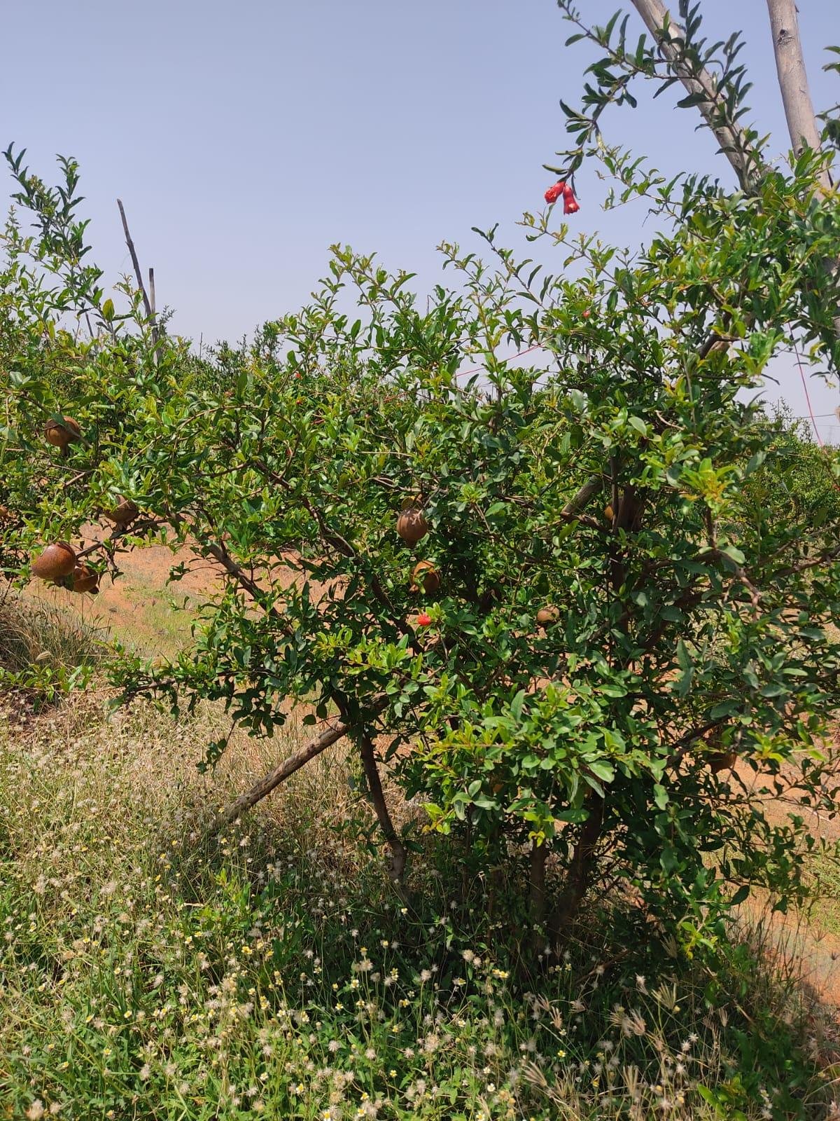 WhatsApp-Image-2023-05-19-at-10.52.09-AM-1