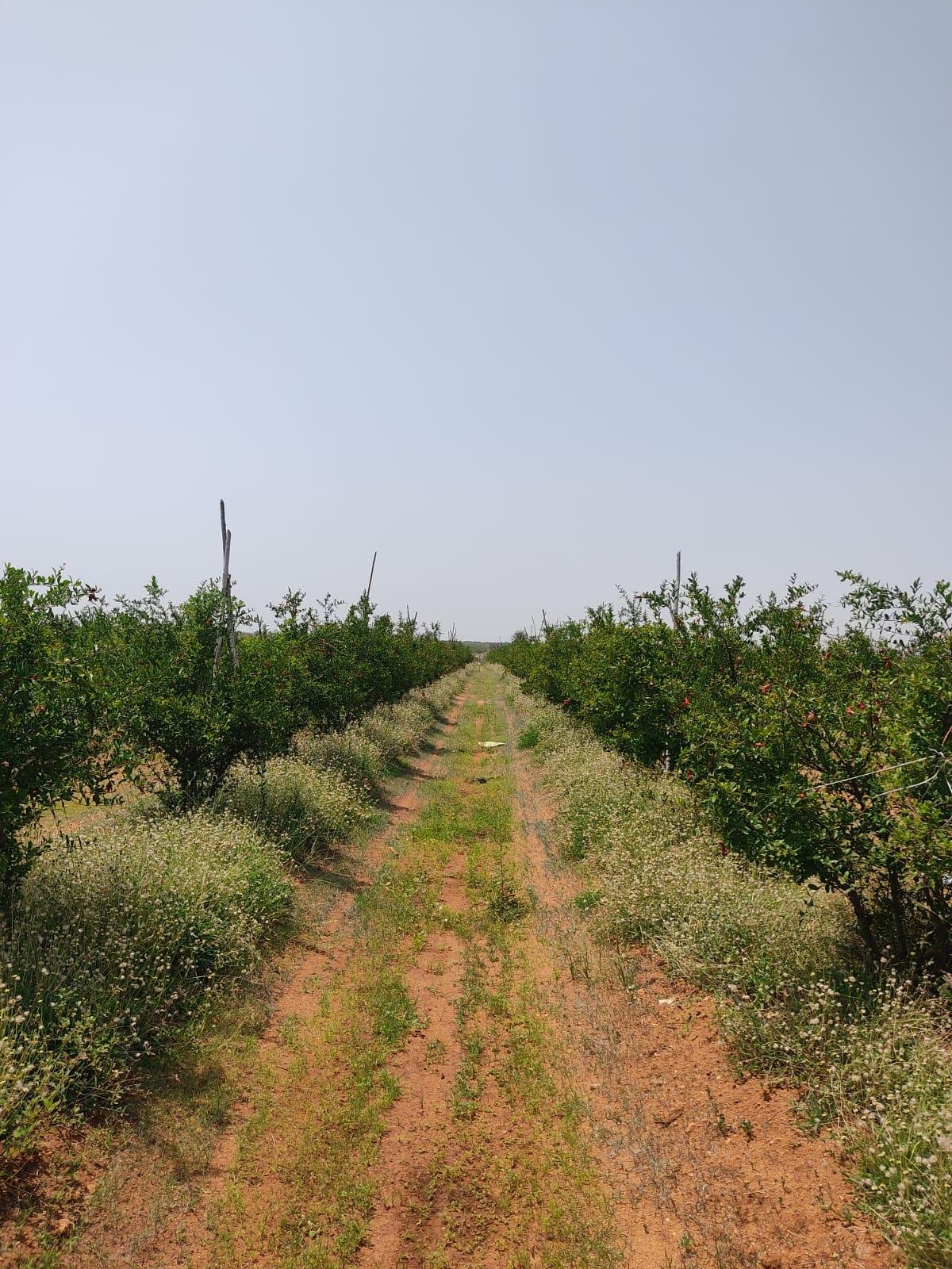 WhatsApp-Image-2023-05-19-at-10.52.10-AM