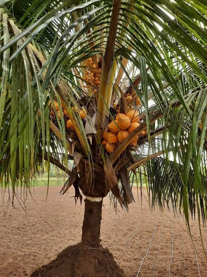 WhatsApp-Image-2023-05-21-at-8.31.11-PM